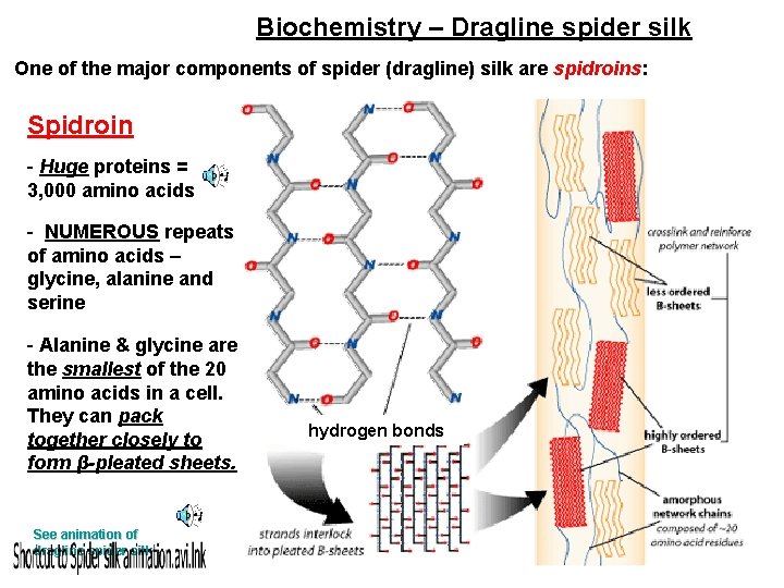 Biochemistry – Dragline spider silk One of the major components of spider (dragline) silk