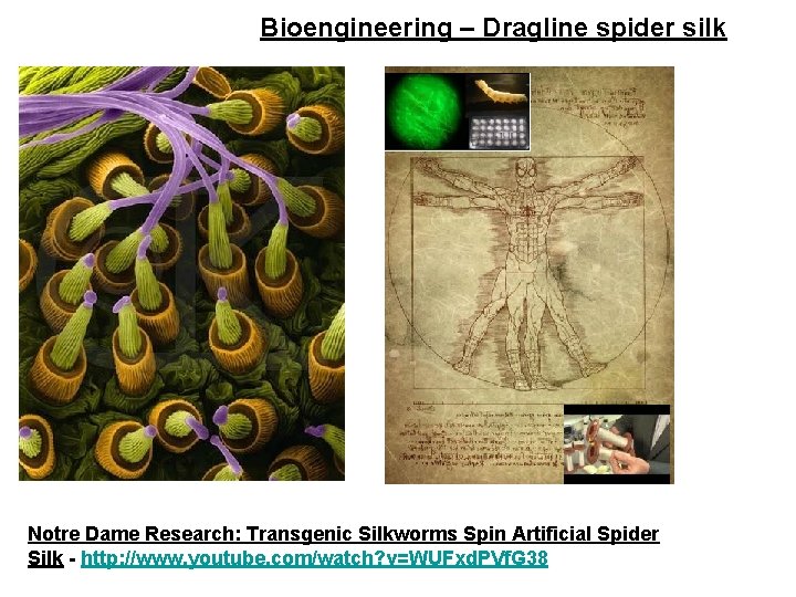 Bioengineering – Dragline spider silk Notre Dame Research: Transgenic Silkworms Spin Artificial Spider Silk