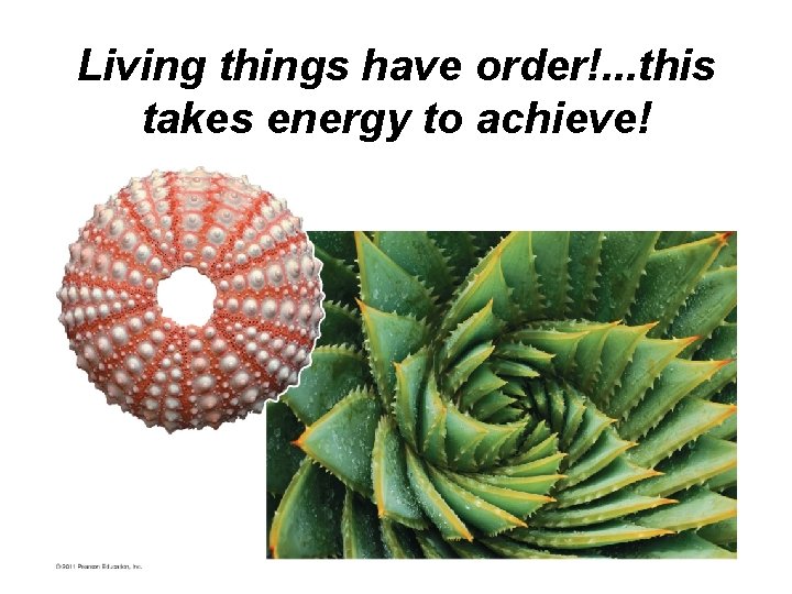 Living things have order!. . . this takes energy to achieve! 