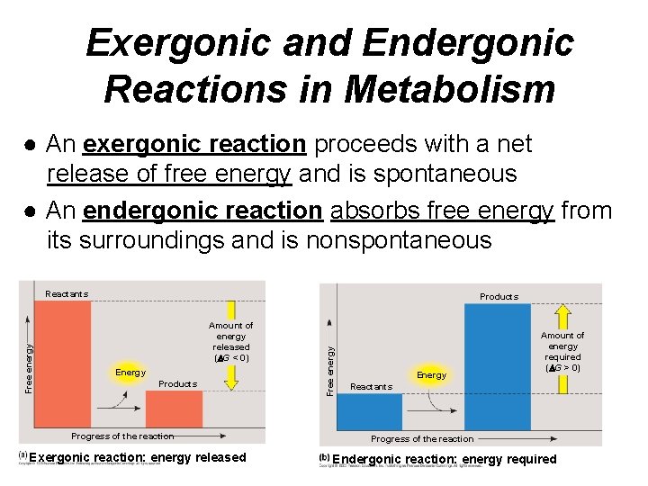 Exergonic and Endergonic Reactions in Metabolism ● An exergonic reaction proceeds with a net