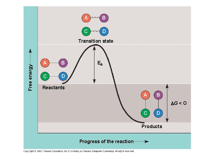 A B C D Free energy Transition state A B C D EA Reactants