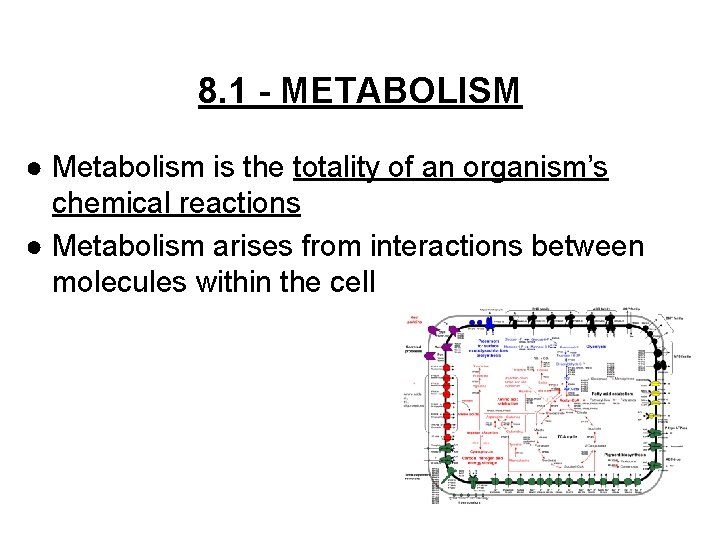 8. 1 - METABOLISM ● Metabolism is the totality of an organism’s chemical reactions