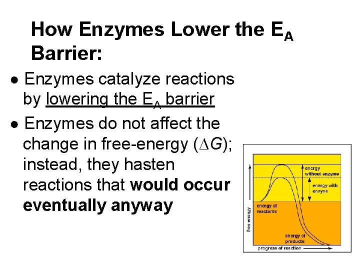 How Enzymes Lower the EA Barrier: ● Enzymes catalyze reactions by lowering the EA