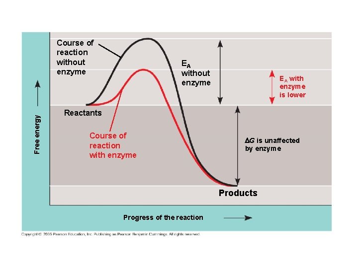 Free energy Course of reaction without enzyme EA with enzyme is lower Reactants Course