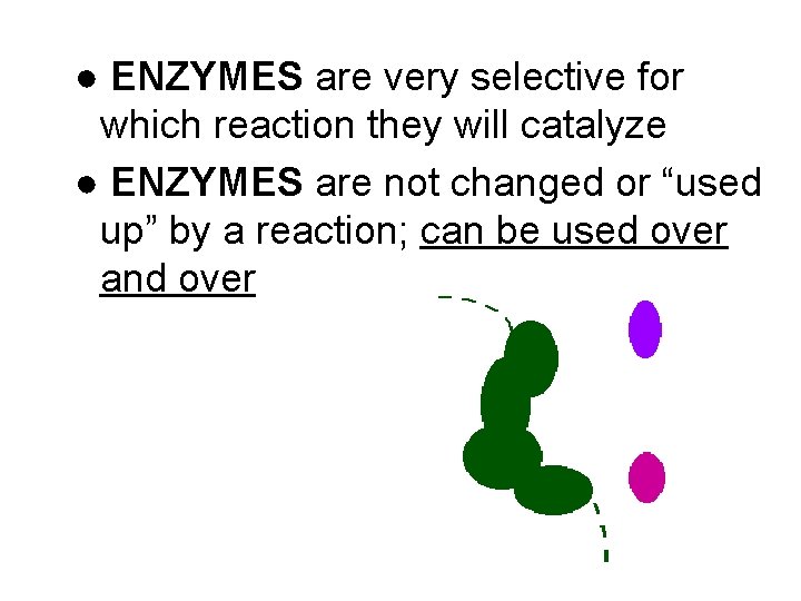 ● ENZYMES are very selective for which reaction they will catalyze ● ENZYMES are