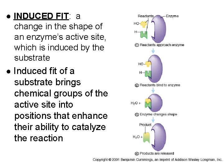 ● INDUCED FIT: a change in the shape of an enzyme’s active site, which