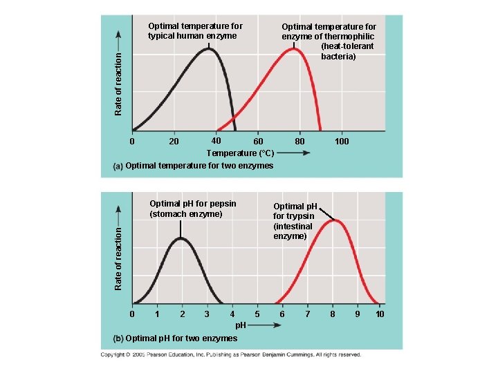 Optimal temperature for typical human enzyme Rate of reaction Optimal temperature for enzyme of
