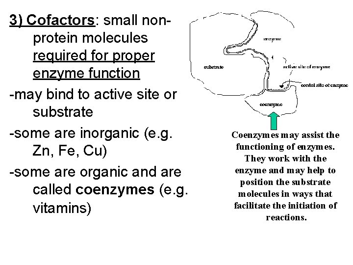 3) Cofactors: small nonprotein molecules required for proper enzyme function -may bind to active