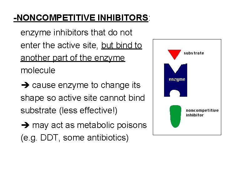 -NONCOMPETITIVE INHIBITORS: enzyme inhibitors that do not enter the active site, but bind to