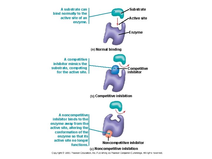 A substrate can bind normally to the active site of an enzyme. Substrate Active