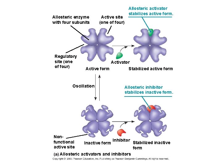 Allosteric enzyme with four subunits Regulatory site (one of four) Active site (one of