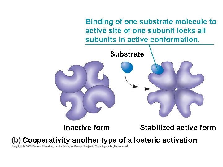 Binding of one substrate molecule to active site of one subunit locks all subunits