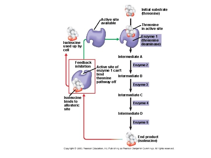 Initial substrate (threonine) Active site available Isoleucine used up by cell Threonine in active
