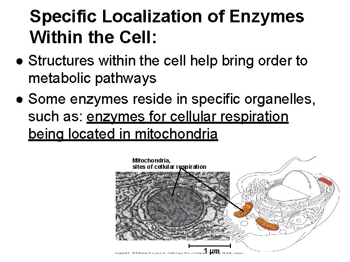 Specific Localization of Enzymes Within the Cell: ● Structures within the cell help bring
