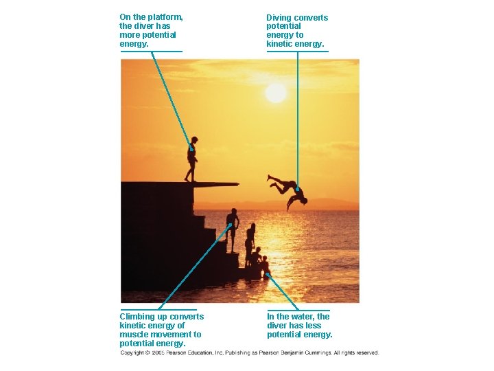 On the platform, the diver has more potential energy. Diving converts potential energy to