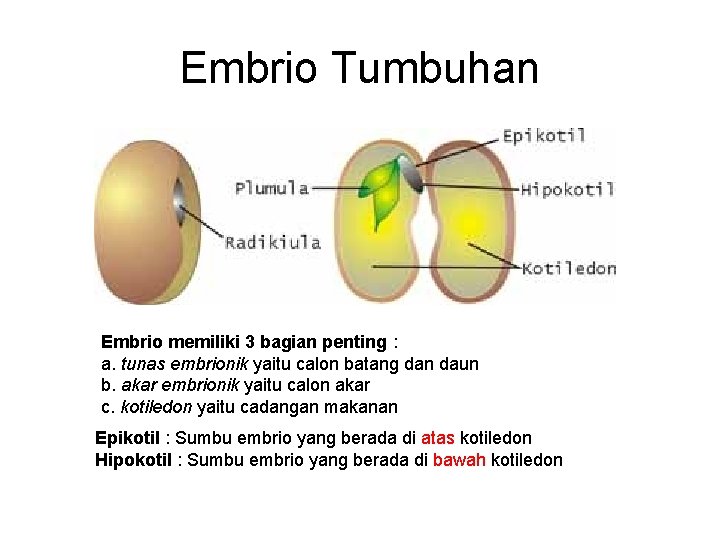 Embrio Tumbuhan Embrio memiliki 3 bagian penting : a. tunas embrionik yaitu calon batang