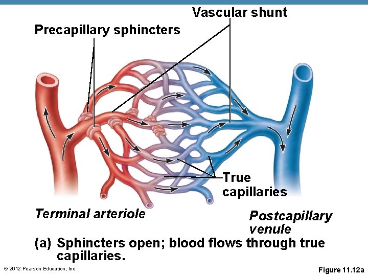 Vascular shunt Precapillary sphincters True capillaries Terminal arteriole Postcapillary venule (a) Sphincters open; blood