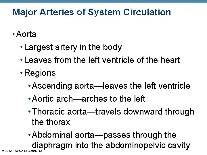 Major Arteries of System Circulation • Aorta • Largest artery in the body •