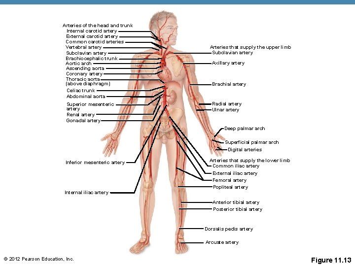 Arteries of the head and trunk Internal carotid artery External carotid artery Common carotid