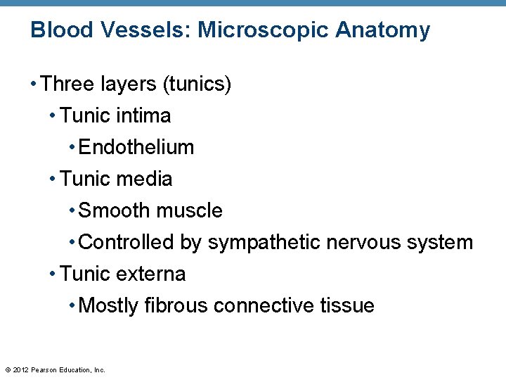 Blood Vessels: Microscopic Anatomy • Three layers (tunics) • Tunic intima • Endothelium •