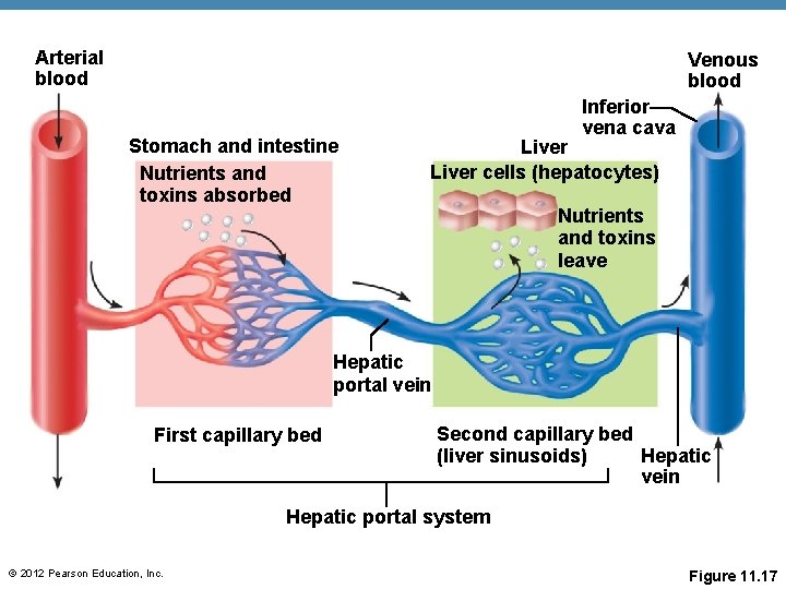 Arterial blood Venous blood Stomach and intestine Nutrients and toxins absorbed Inferior vena cava