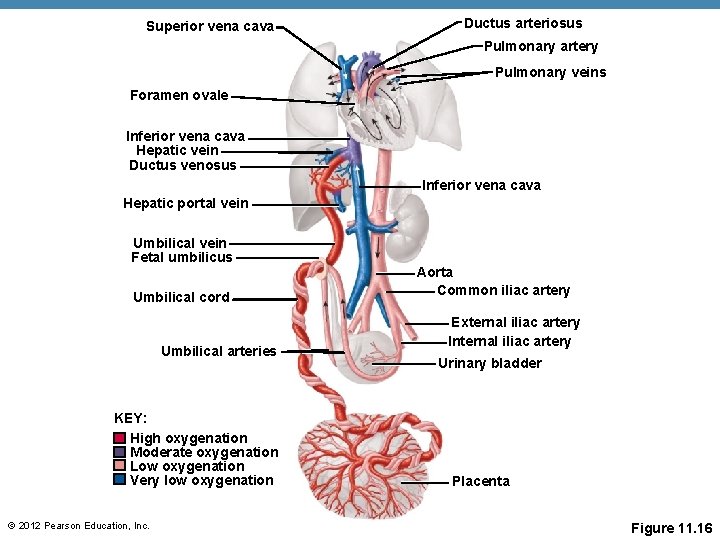 Superior vena cava Ductus arteriosus Pulmonary artery Pulmonary veins Foramen ovale Inferior vena cava