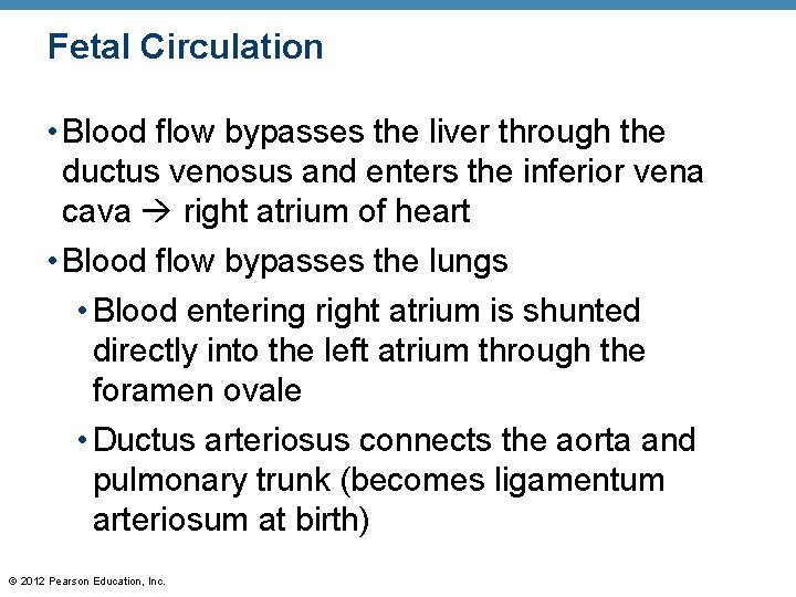 Fetal Circulation • Blood flow bypasses the liver through the ductus venosus and enters