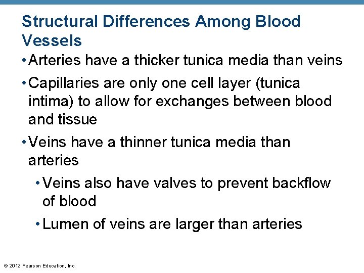 Structural Differences Among Blood Vessels • Arteries have a thicker tunica media than veins