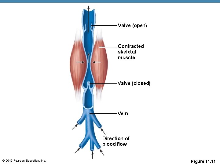 Valve (open) Contracted skeletal muscle Valve (closed) Vein Direction of blood flow © 2012