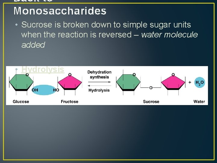 Back to Monosaccharides • Sucrose is broken down to simple sugar units when the