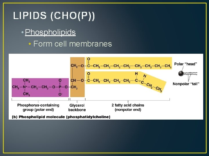 LIPIDS (CHO(P)) • Phospholipids • Form cell membranes 