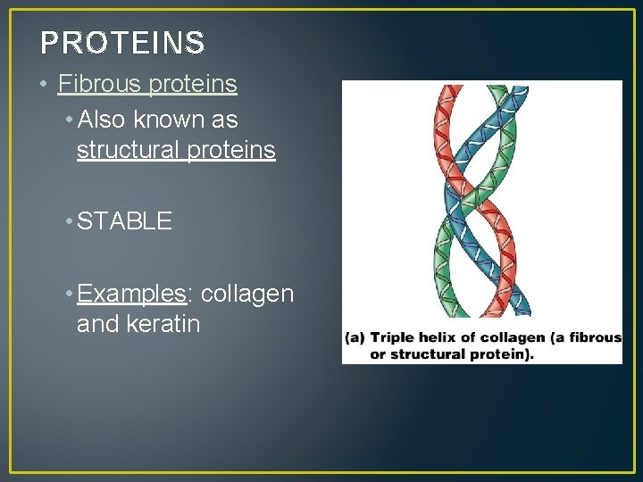 PROTEINS • Fibrous proteins • Also known as structural proteins • STABLE • Examples:
