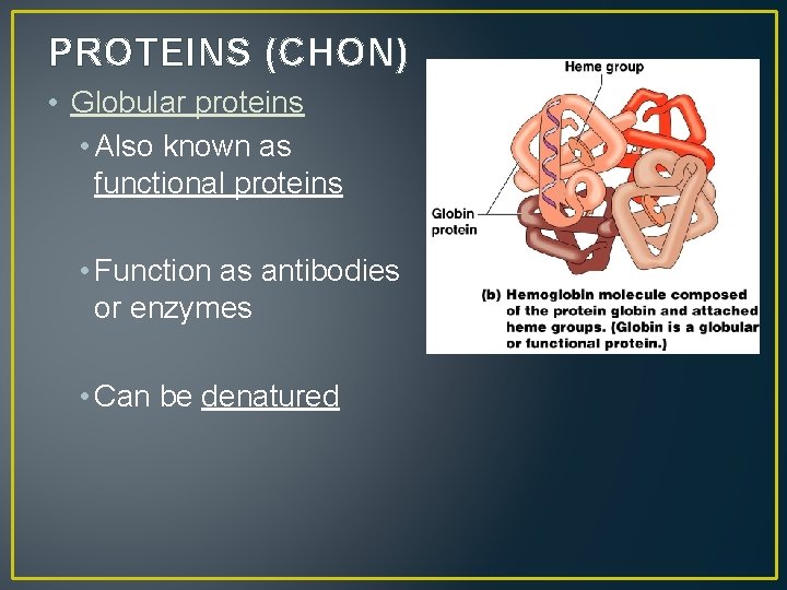 PROTEINS (CHON) • Globular proteins • Also known as functional proteins • Function as