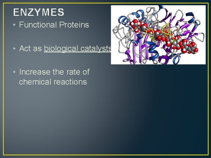 ENZYMES • Functional Proteins • Act as biological catalysts • Increase the rate of