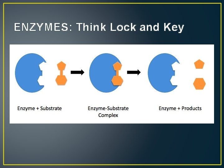 ENZYMES: Think Lock and Key 