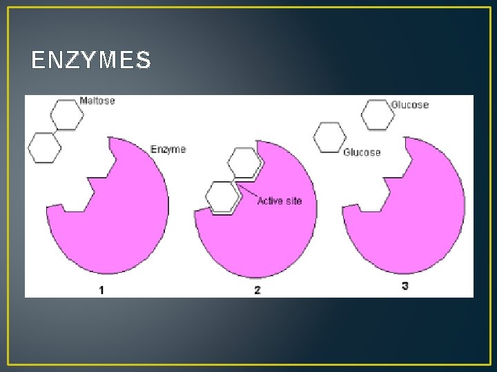 ENZYMES 