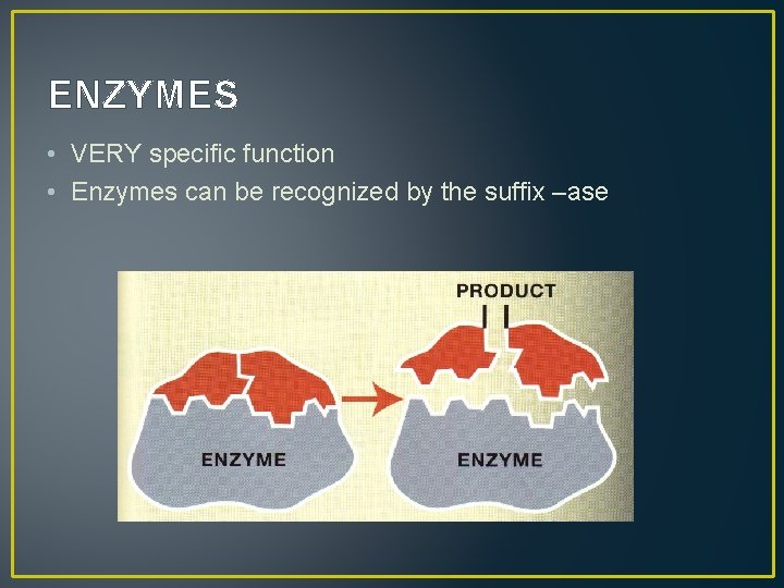 ENZYMES • VERY specific function • Enzymes can be recognized by the suffix –ase