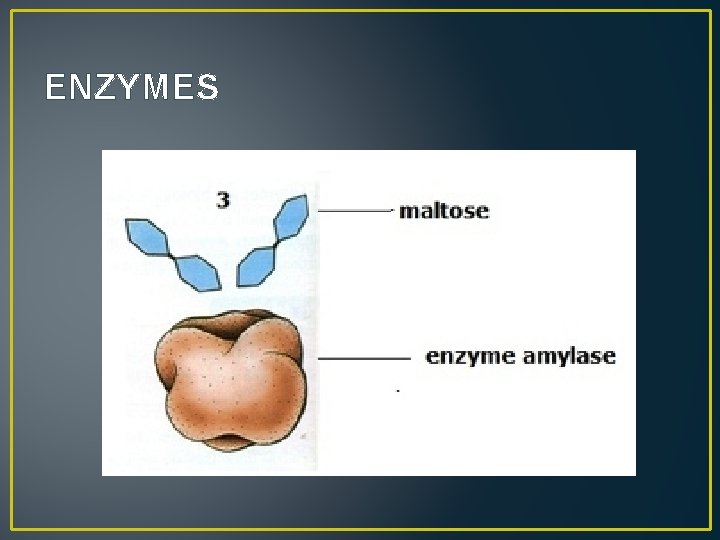 ENZYMES 
