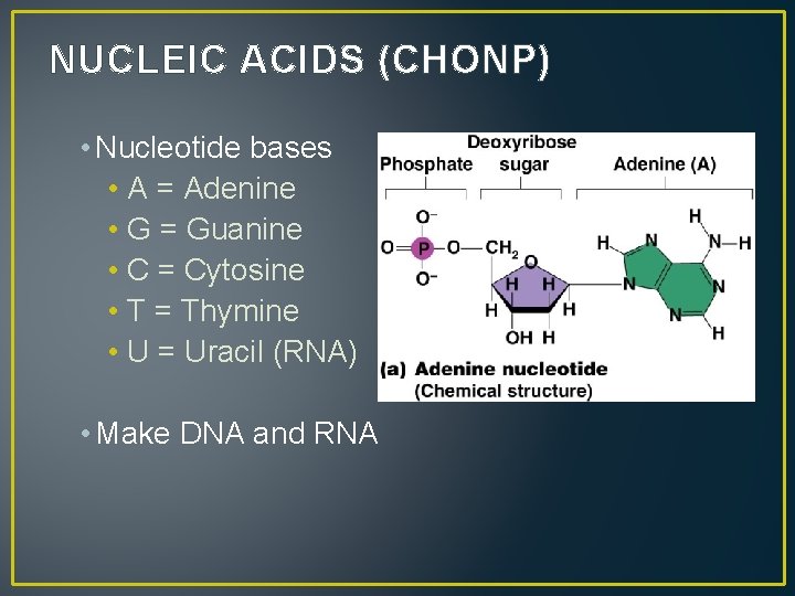NUCLEIC ACIDS (CHONP) • Nucleotide bases • A = Adenine • G = Guanine