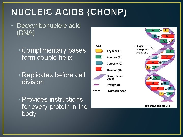 NUCLEIC ACIDS (CHONP) • Deoxyribonucleic acid (DNA) • Complimentary bases form double helix •
