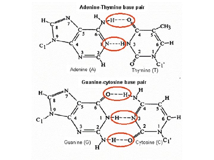 NUCLEIC ACIDS (CHONP) 