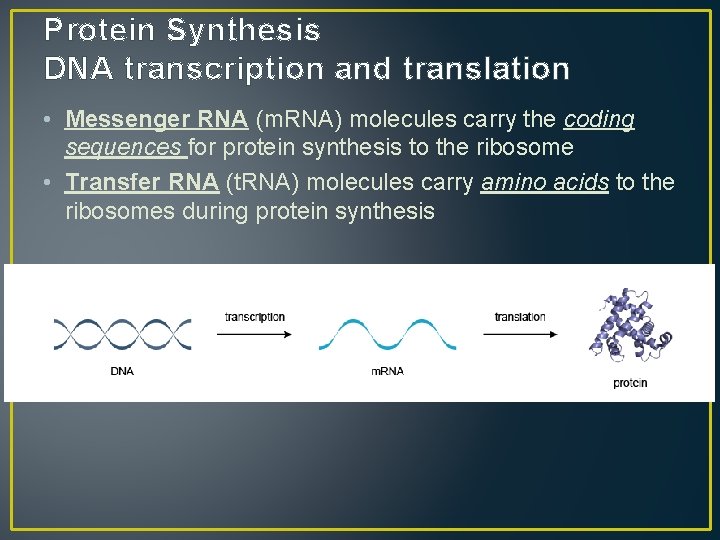 Protein Synthesis DNA transcription and translation • Messenger RNA (m. RNA) molecules carry the