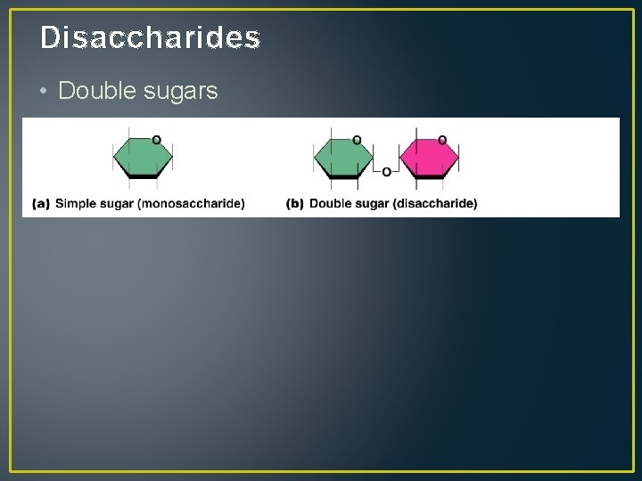 Disaccharides • Double sugars 