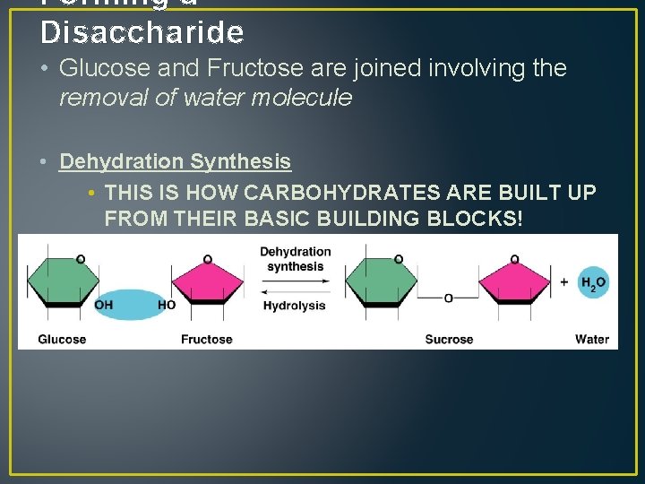 Forming a Disaccharide • Glucose and Fructose are joined involving the removal of water