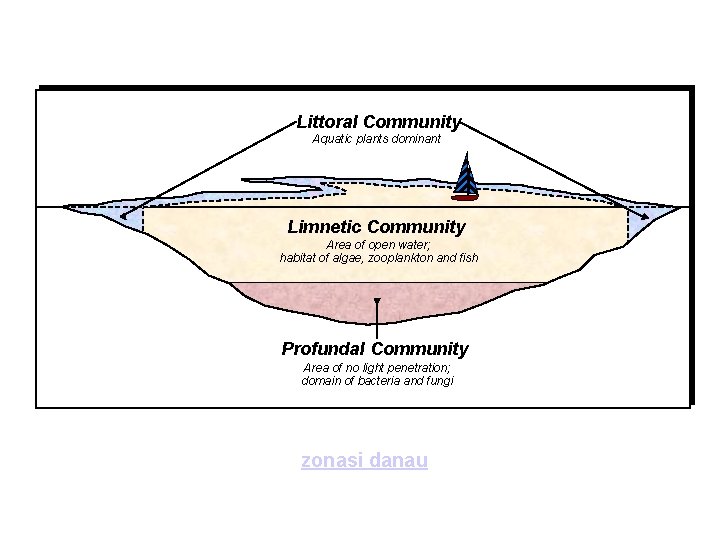 Littoral Community Aquatic plants dominant Limnetic Community Area of open water; habitat of algae,