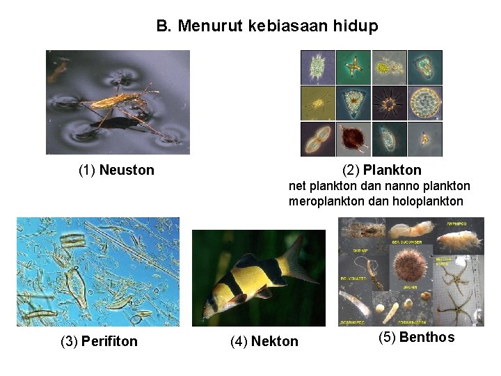 B. Menurut kebiasaan hidup (1) Neuston (2) Plankton net plankton dan nanno plankton meroplankton