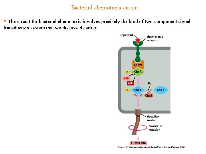 Bacterial chemotaxis circuit • The circuit for bacterial chemotaxis involves precisely the kind of