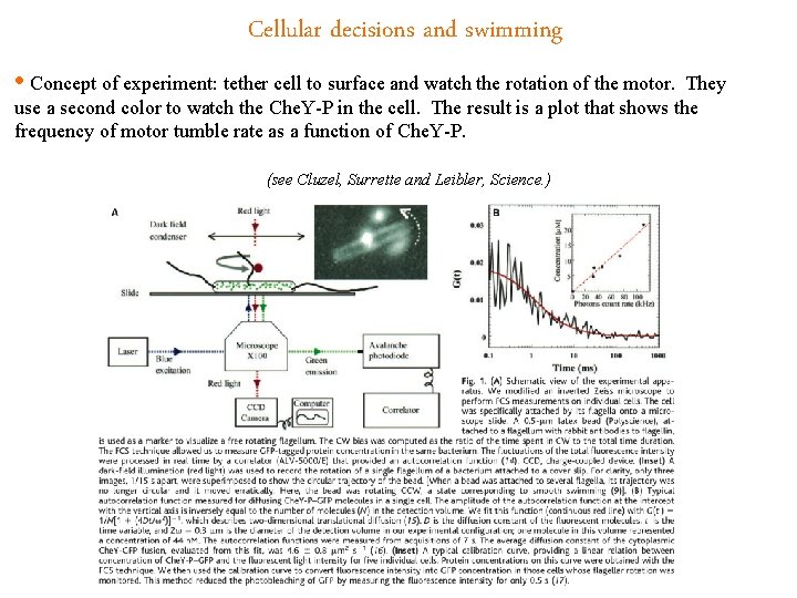Cellular decisions and swimming • Concept of experiment: tether cell to surface and watch