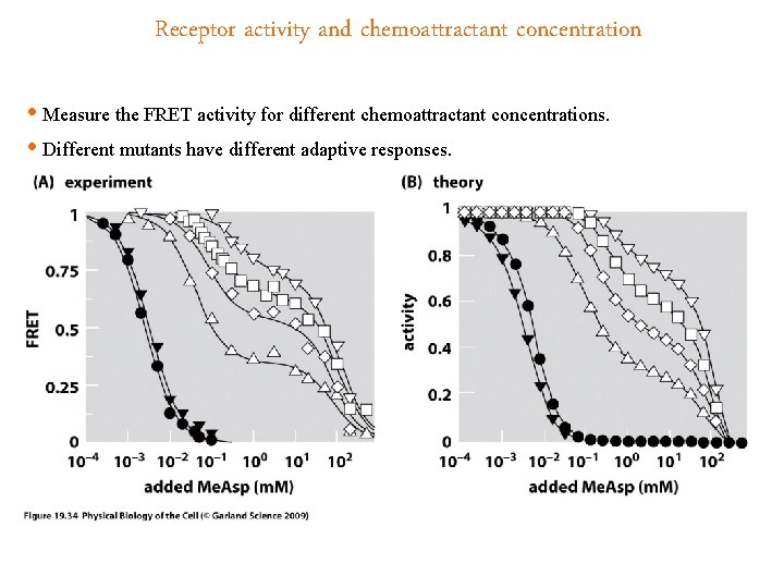 Receptor activity and chemoattractant concentration • Measure the FRET activity for different chemoattractant concentrations.