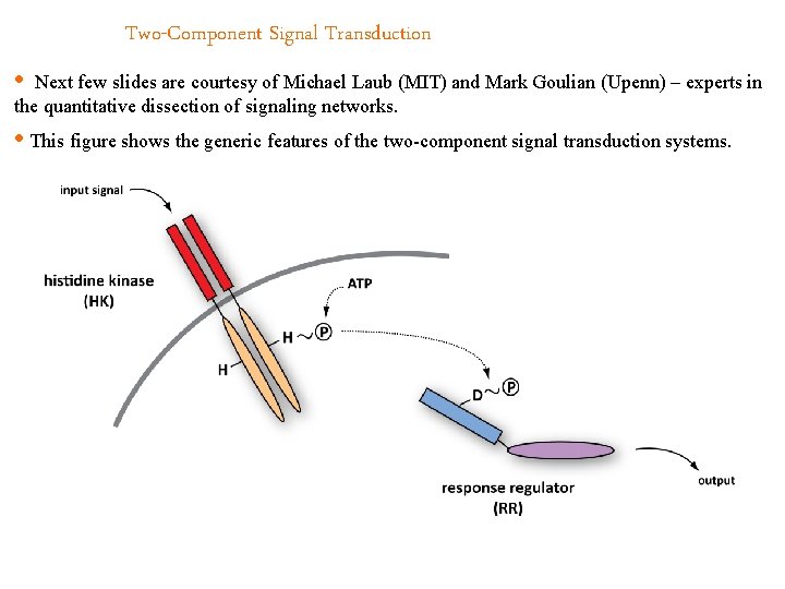 Two-Component Signal Transduction • Next few slides are courtesy of Michael Laub (MIT) and
